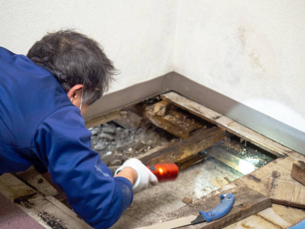 Best Fast Mold Removal  in West Sayville, NY