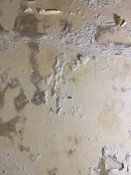 Best Emergency Mold Removal  in West Sayville, NY