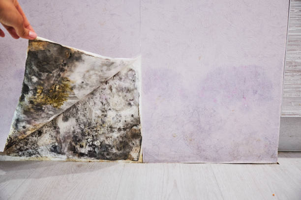 Best Residential Mold Removal  in West Sayville, NY